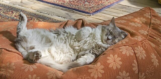 Gatito durmiendo